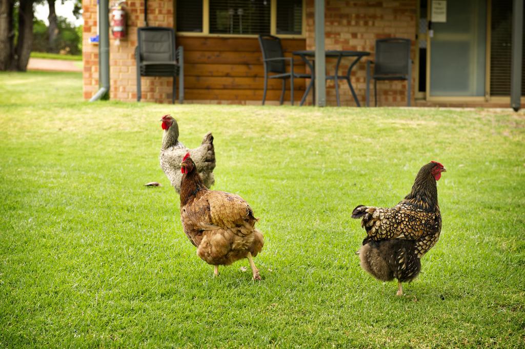 Peppermint Brook Cottages Margaret River Eksteriør billede